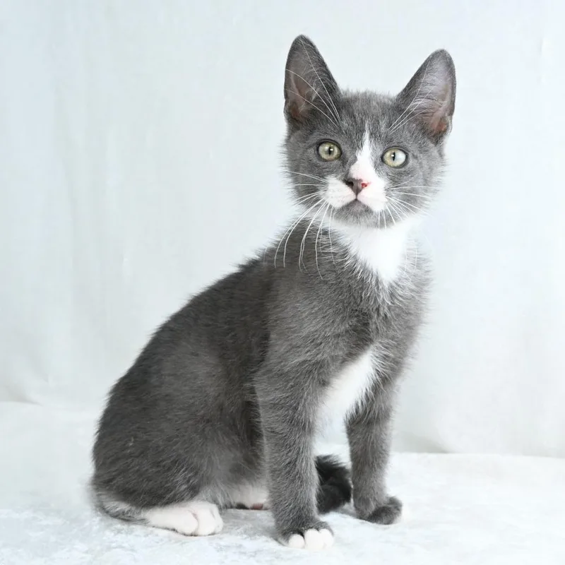 A baby small-sized male Gray / Blue / Silver Domestic Short Hair cat named Tom for adoption in Mobile, AL