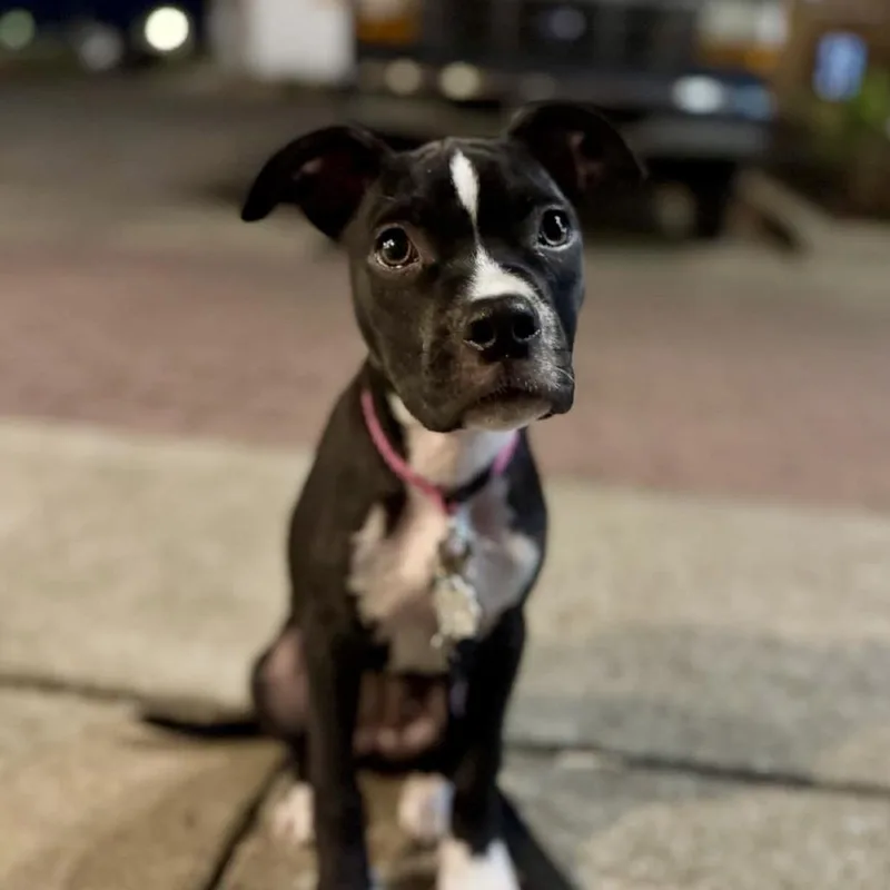 A young medium-sized female Black Boxer dog named Bo Peep for adoption in Duck River, TN