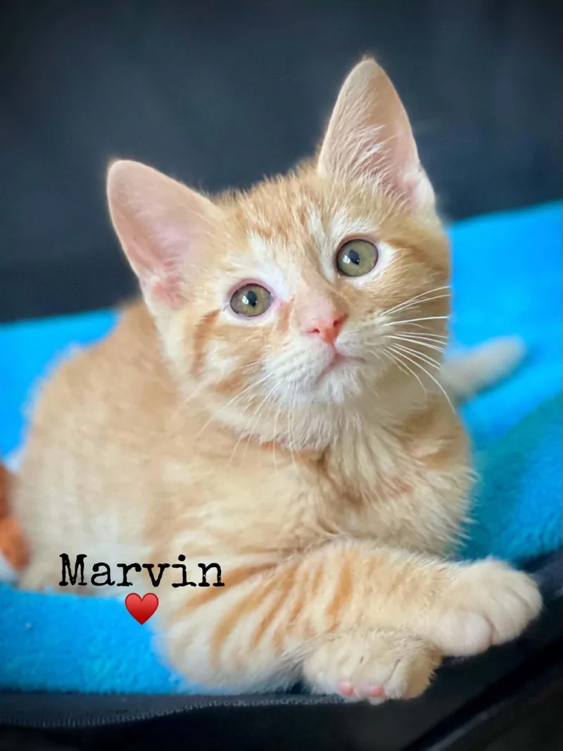A baby medium-sized male Orange / Red Domestic Short Hair cat named Marvin for adoption in Dansville, NY