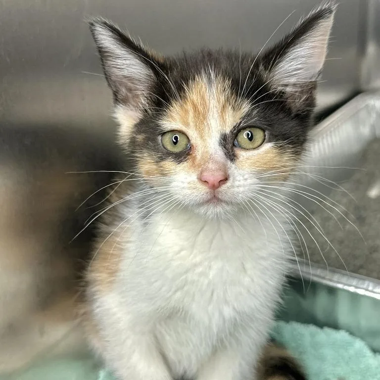 A baby small-sized female Calico Domestic Short Hair cat named Snow for adoption in Matteson, IL