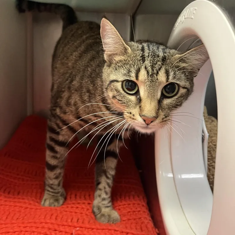 An adult medium-sized female Domestic Short Hair cat named Lea for adoption in Fairport, NY