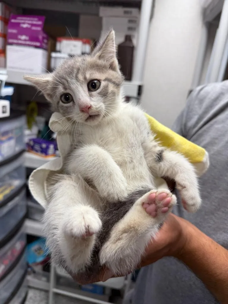 A baby medium-sized male Domestic Short Hair cat named Marty for adoption in Pomona, NY