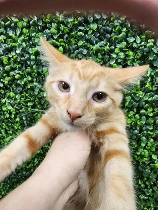 A baby small-sized male Domestic Short Hair cat named Gary $ for adoption in Seneca, SC