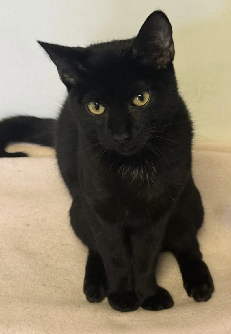 A young medium-sized male Black Domestic Short Hair cat named Ninja for adoption in Rochester, NY