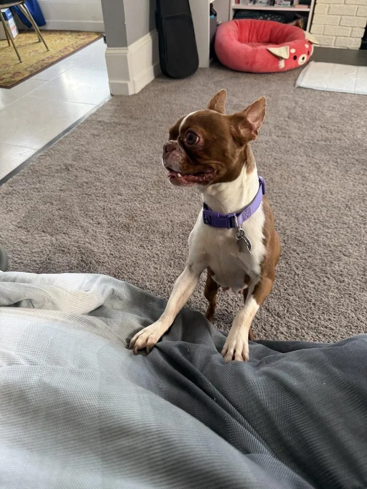 Ruby Shivers Ky thumbnail 4