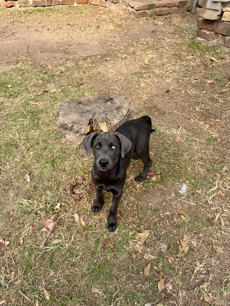A baby medium-sized female Gray / Blue / Silver American Staffordshire Terrier dog named Whistle for adoption in Salem, NH