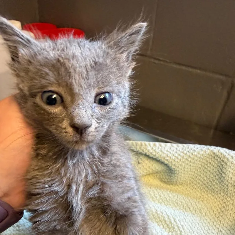 A baby small-sized male Gray / Blue / Silver Domestic Short Hair cat named Tuscstray___ for adoption in Tuscaloosa, AL