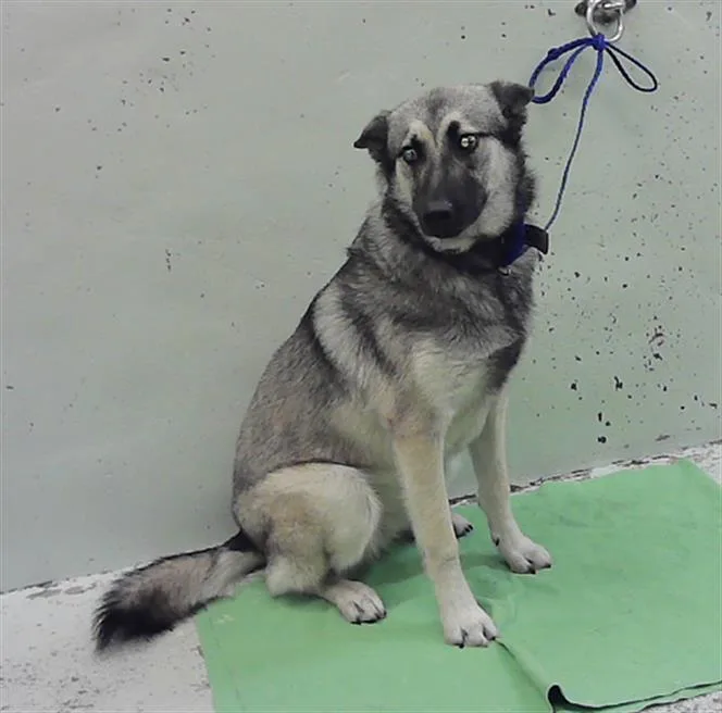 A young medium-sized female German Shepherd Dog dog named Roxy for adoption in Houston, TX