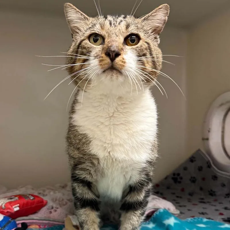 An adult small-sized male Domestic Short Hair cat named Kelso for adoption in Caryville, TN