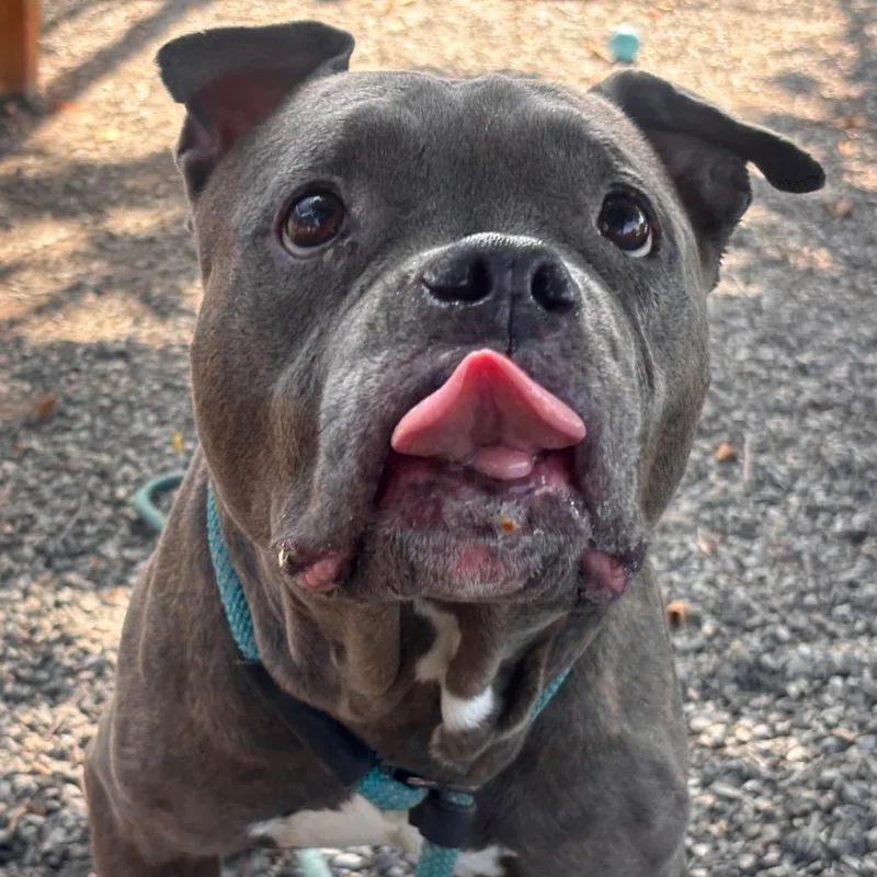 A senior large-sized female Gray / Blue / Silver Pit Bull Terrier dog named Nana Banana for adoption in York, PA