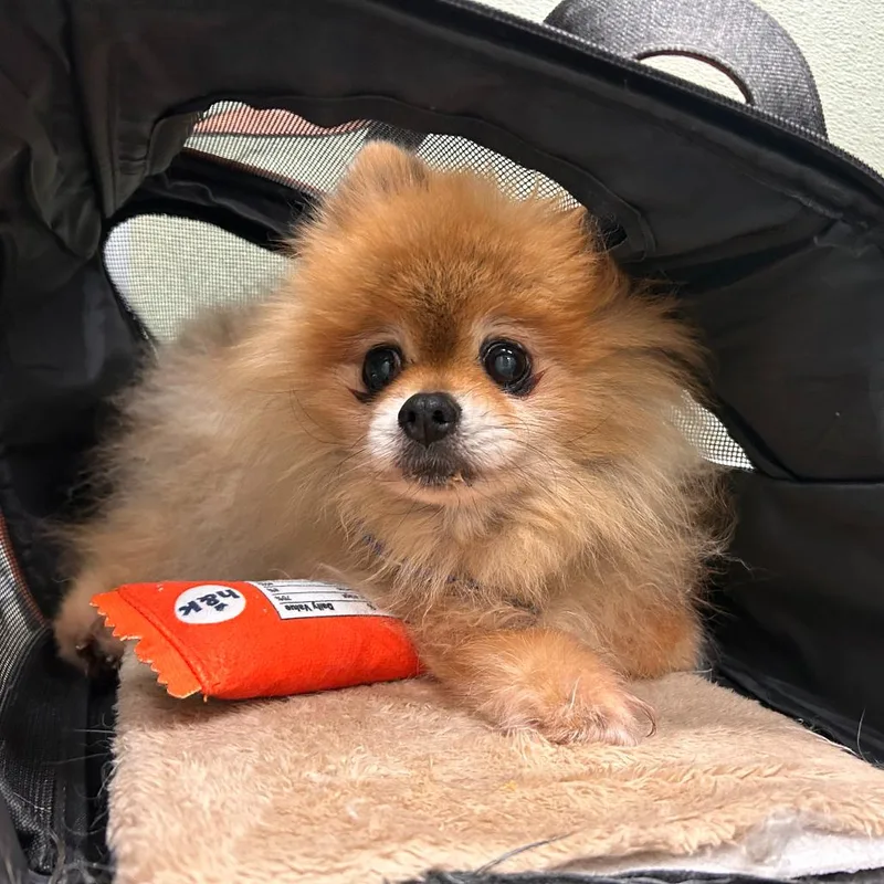 A senior small-sized male Sable Pomeranian dog named Loki for adoption in Woodinville, WA