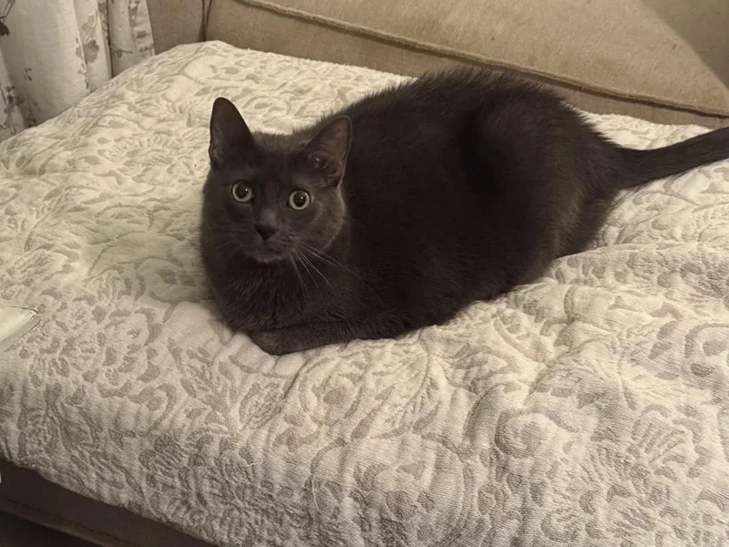 An adult medium-sized male Russian Blue cat named Ray for adoption in Fenton, MO