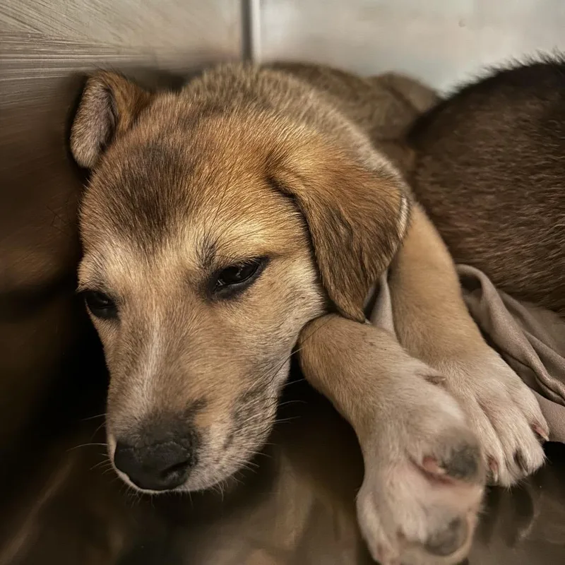 A baby small-sized female Yellow / Tan / Blond / Fawn Mixed Breed dog named Tamara for adoption in Chattanooga, TN