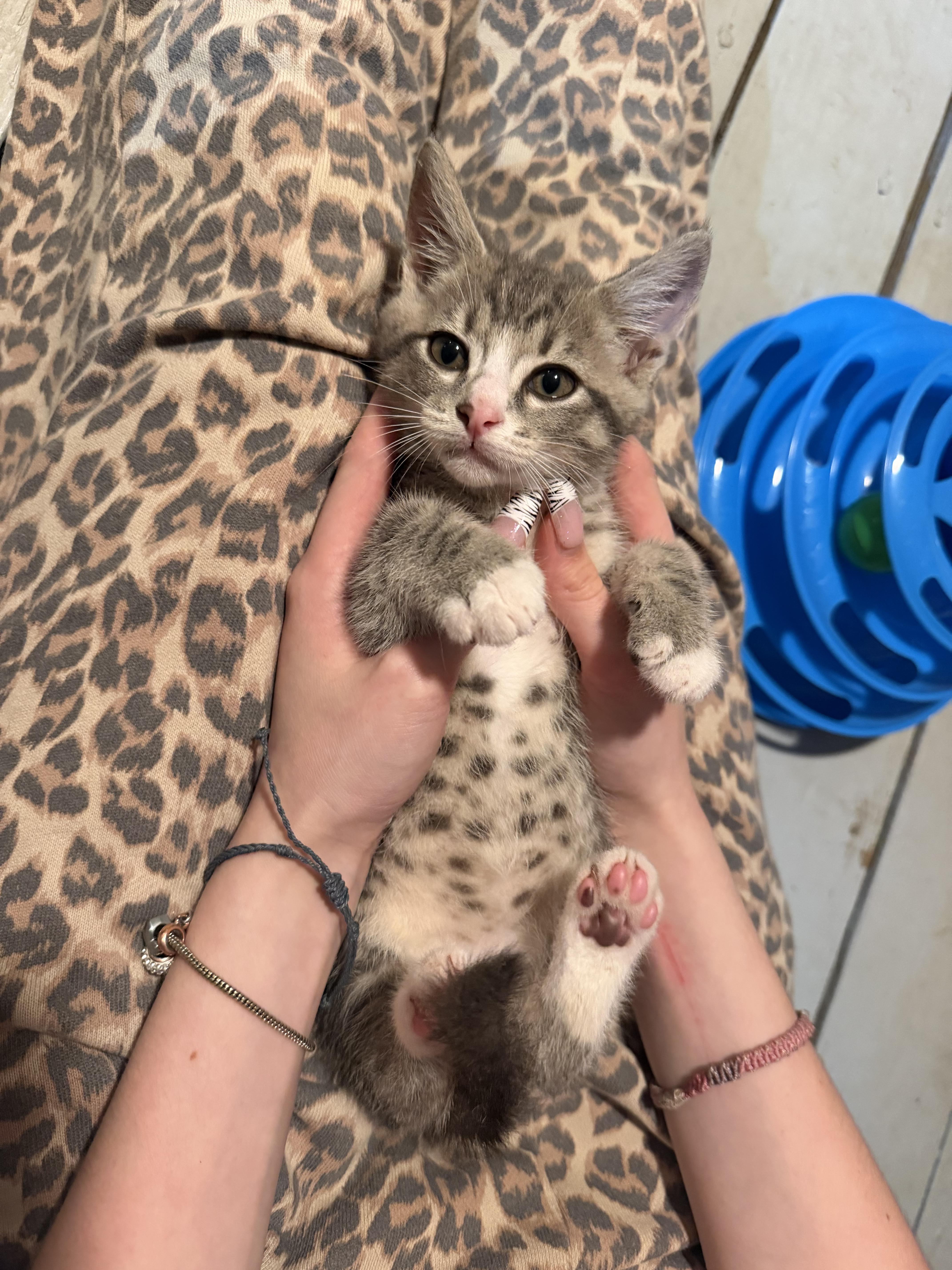 Basil