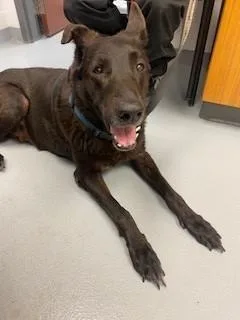A senior large-sized male German Shepherd Dog dog named Duke for adoption in Saint Cloud, FL
