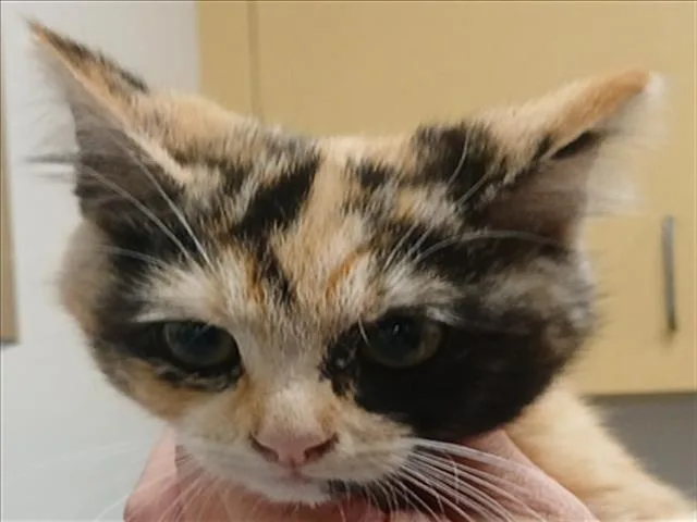 An adult small-sized female Domestic Short Hair cat named Sunny for adoption in Los Angeles, CA