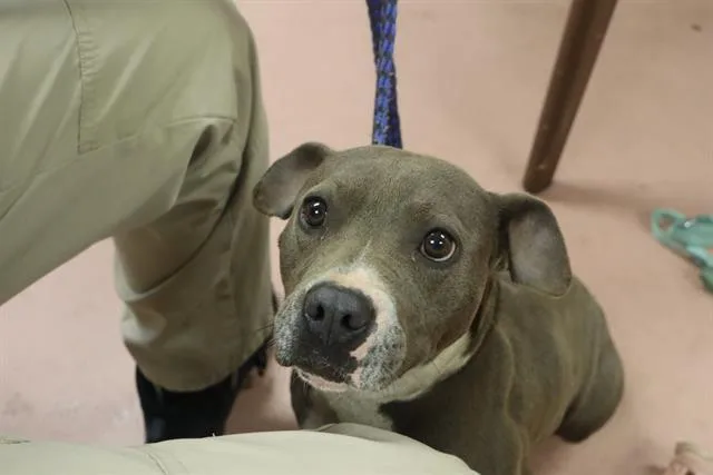 An adult medium-sized female Mixed Breed dog named Sammi for adoption in Columbia, SC