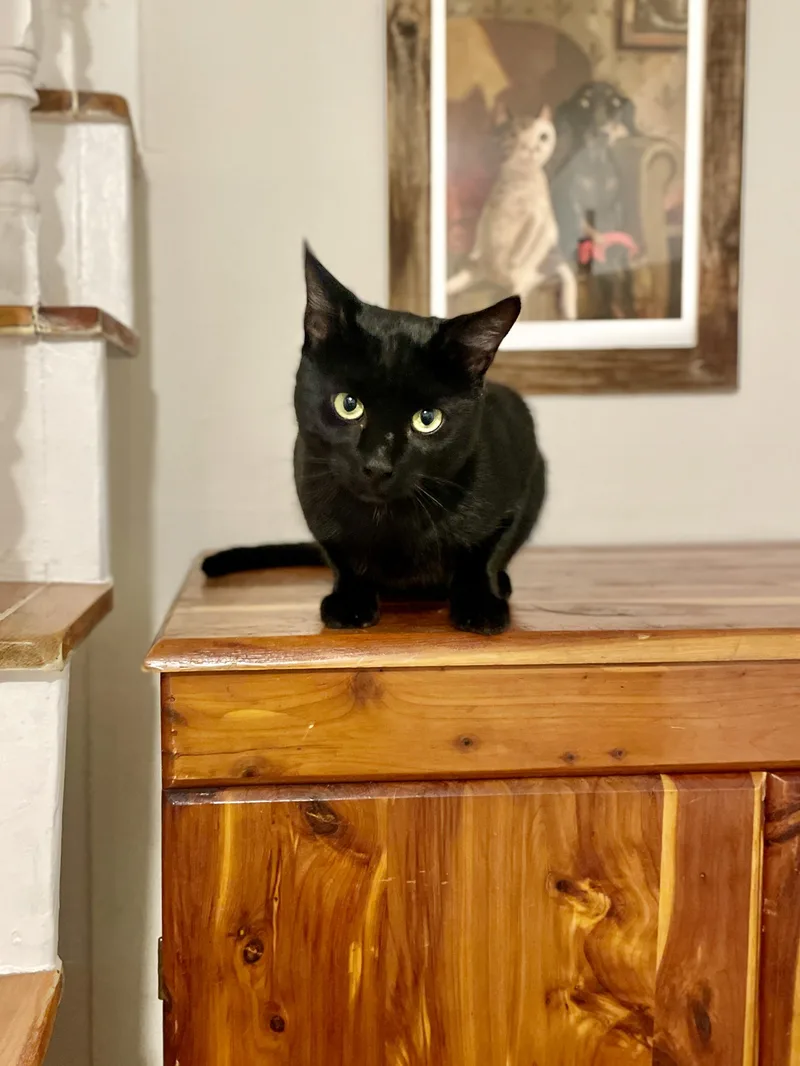 A baby small-sized male Black American Shorthair cat named Usher for adoption in Medford, MA