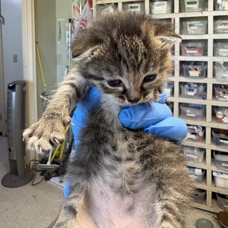 A baby small-sized female Orange / Red Domestic Short Hair cat named Pecan Pie for adoption in Mount Juliet, TN