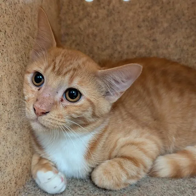A young small-sized male Domestic Short Hair cat named Carrot for adoption in Olivette, MO