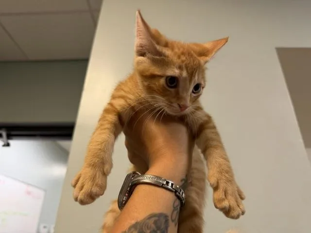 A baby small-sized male Domestic Short Hair cat named Janko for adoption in Miami, FL