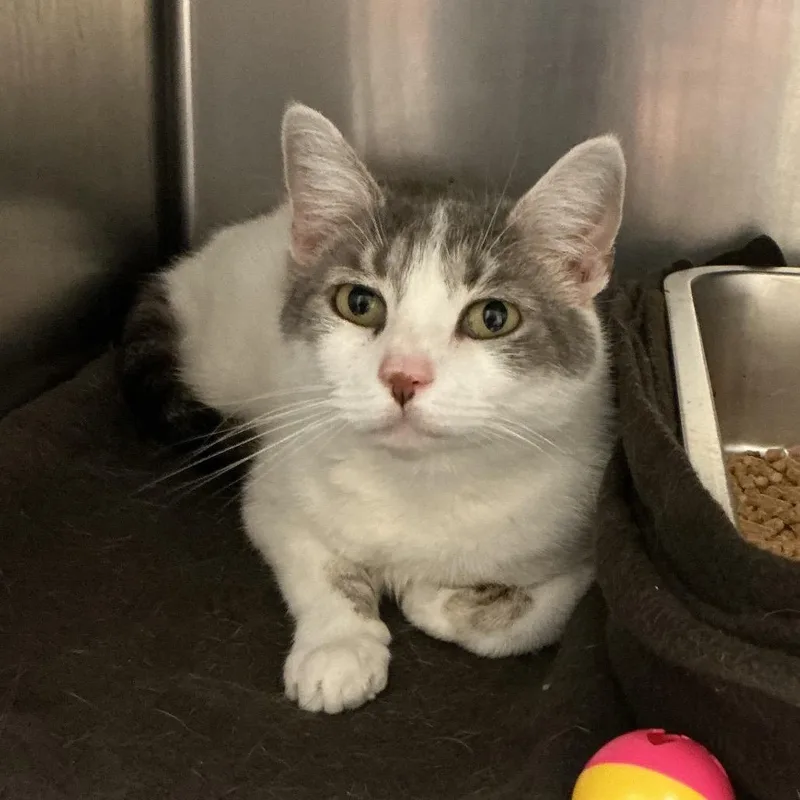 An adult medium-sized female Gray / Blue / Silver Domestic Short Hair cat named Iris for adoption in Elizabeth City, NC