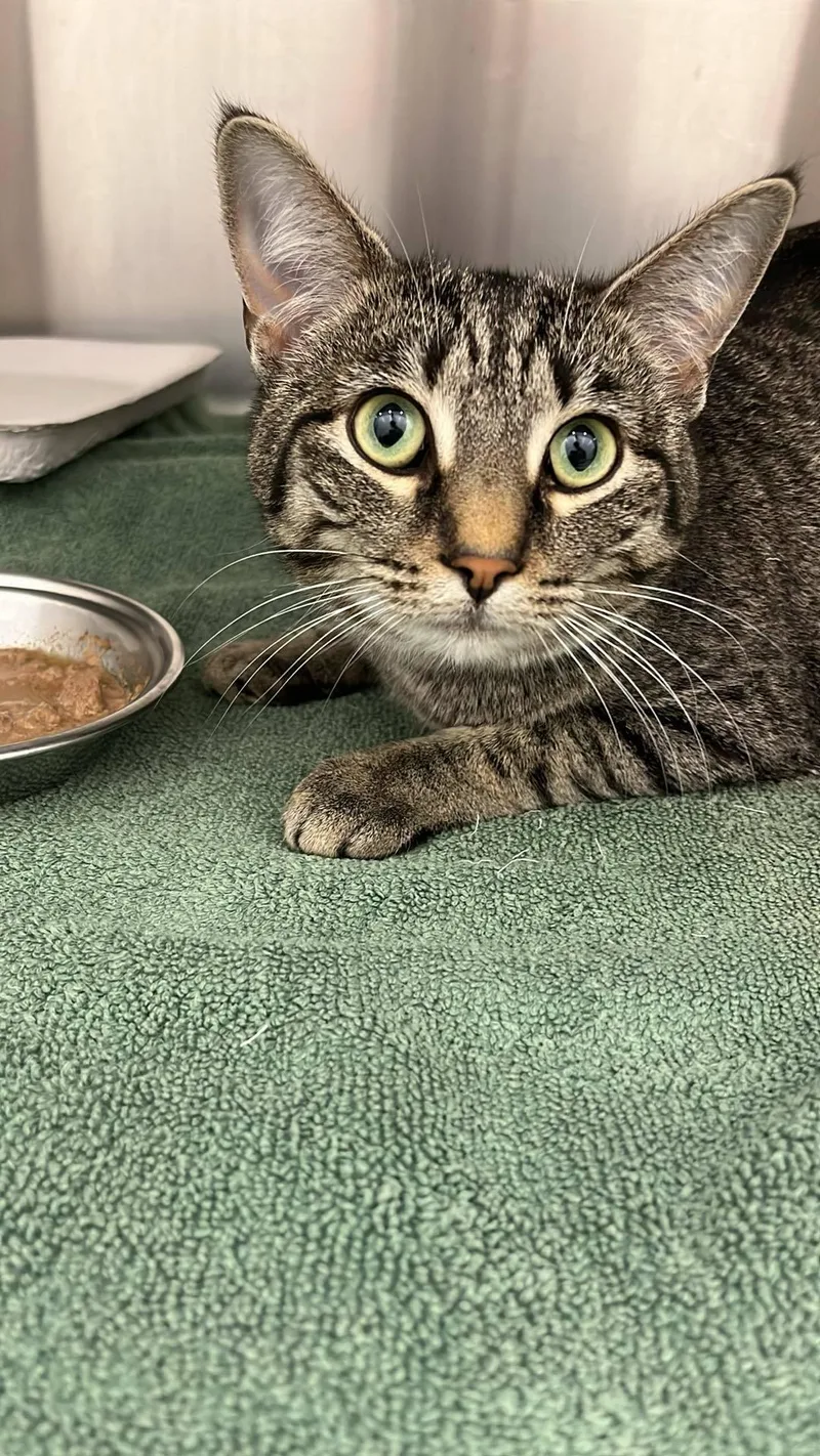 Butterscotch thumbnail 2