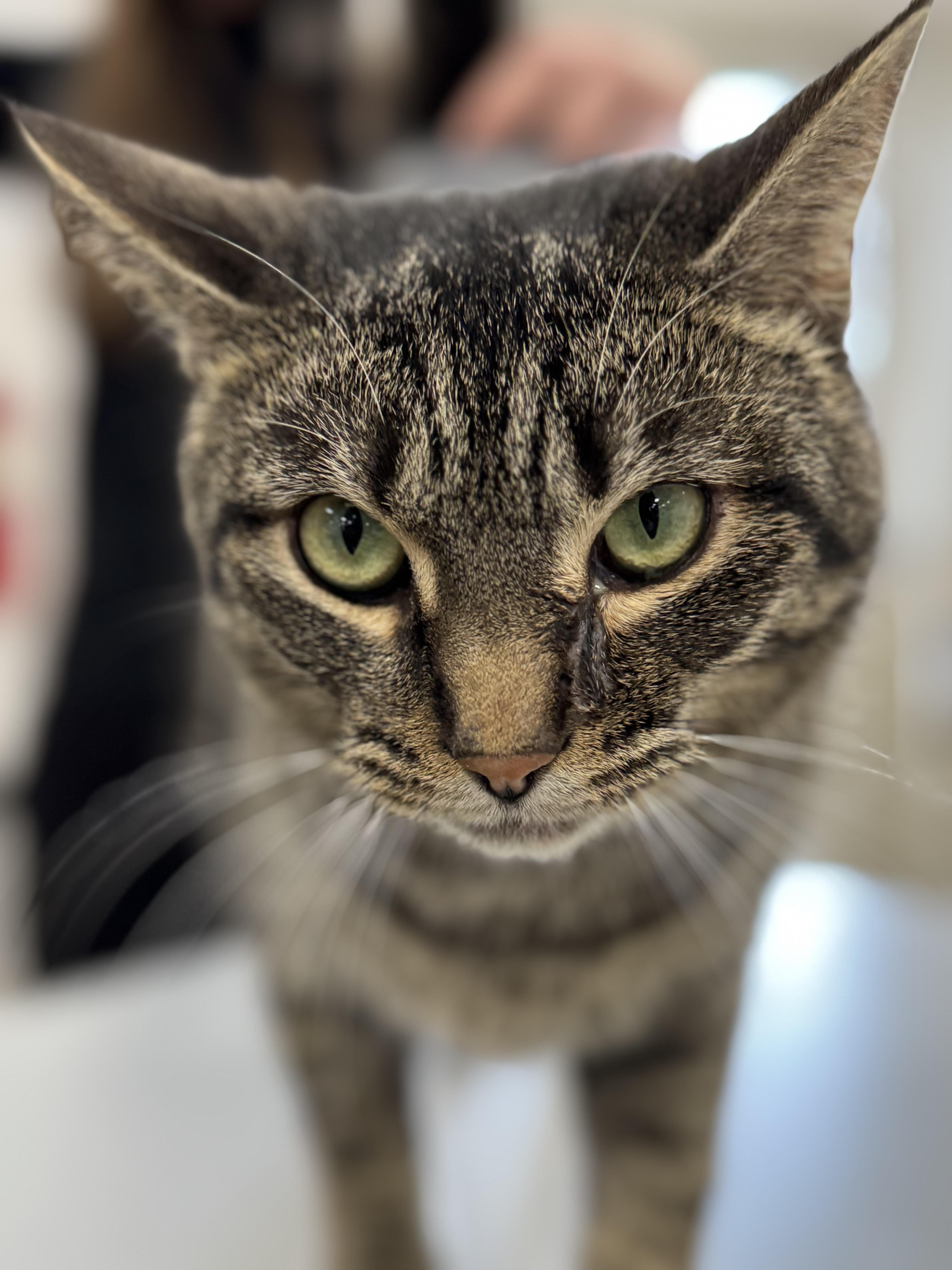 Butterscotch thumbnail 3