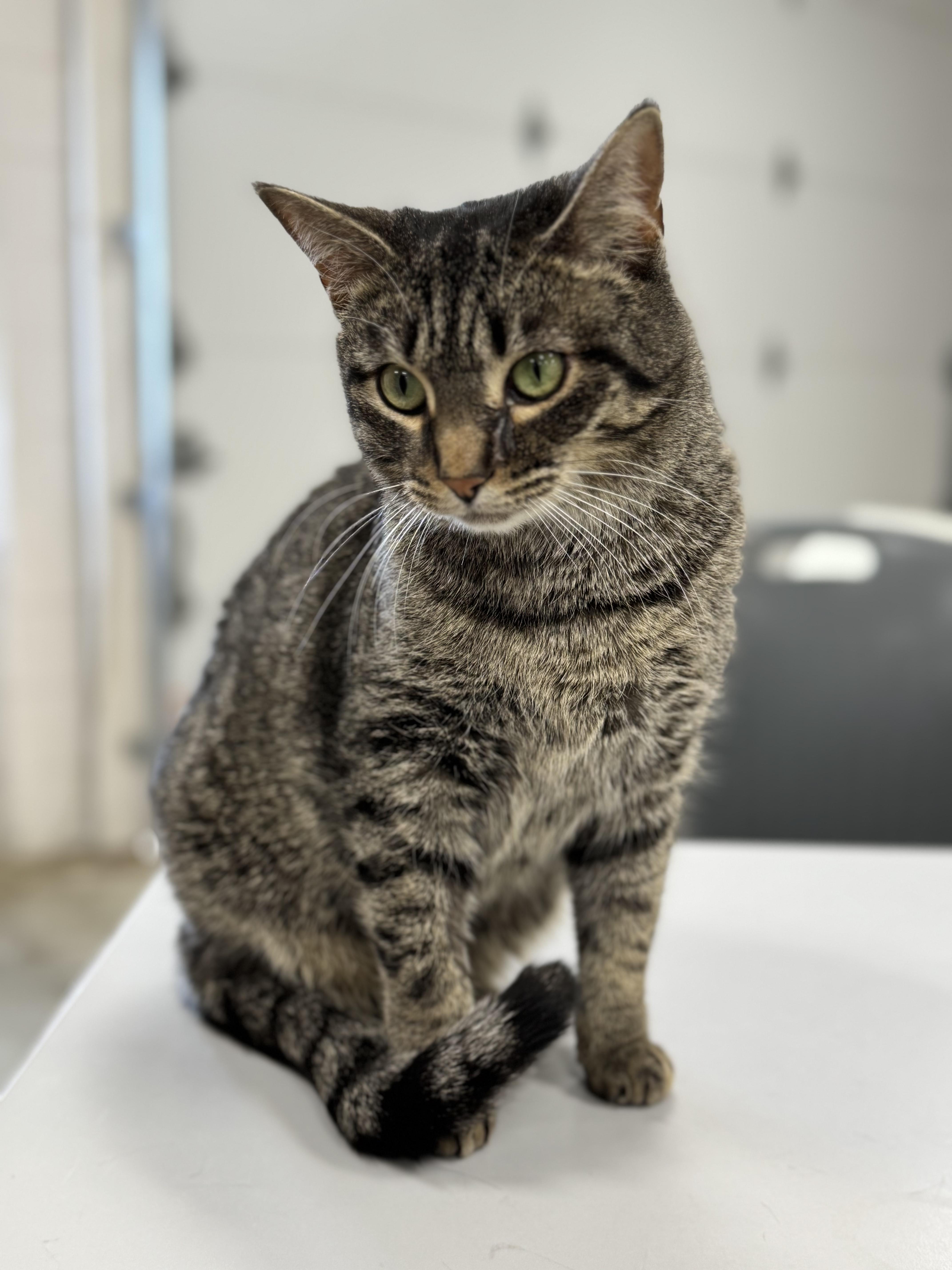 Butterscotch thumbnail 4