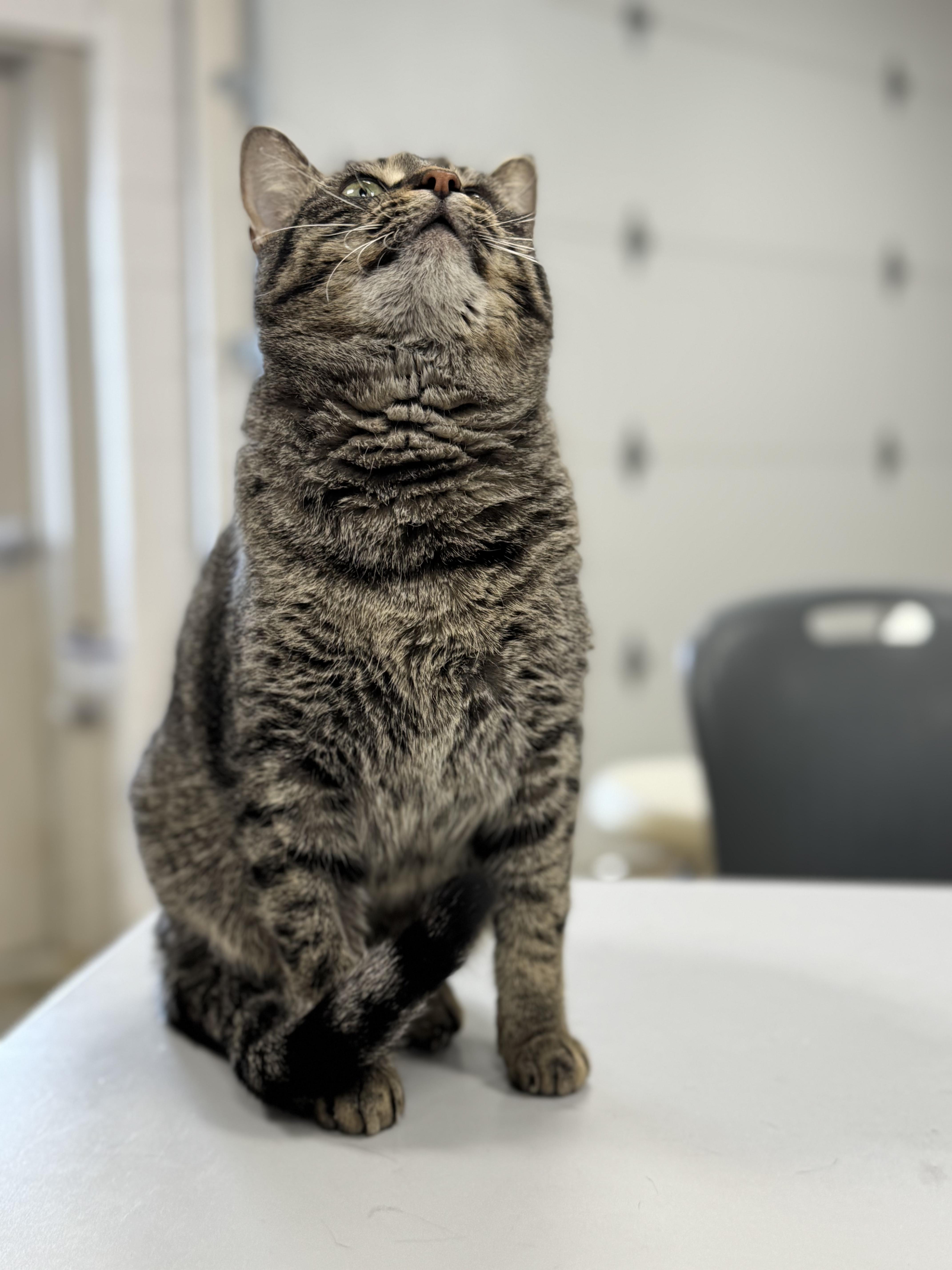 Butterscotch thumbnail 5