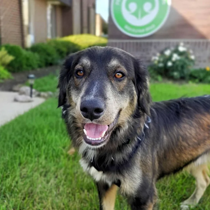 A young medium-sized male Australian Shepherd dog named Irv for adoption in Schaumburg, IL