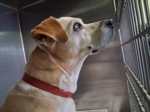 An adult medium-sized male Dachshund dog named Thirty for adoption in Los Angeles, CA