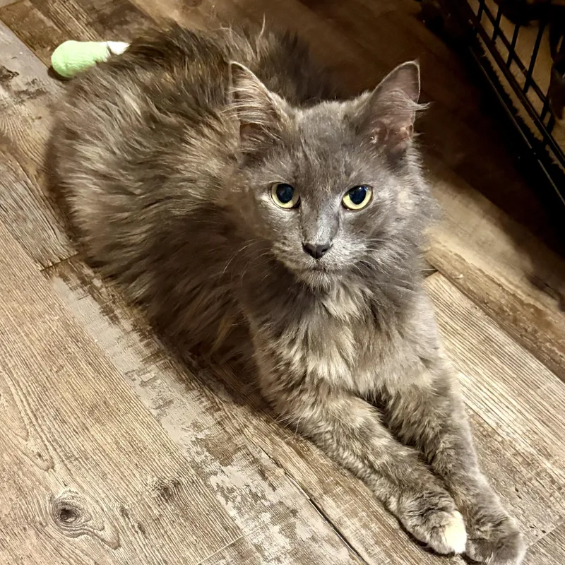 An adult medium-sized female Dilute Calico Domestic Medium Hair cat named Mopsy for adoption in Charles City, IA