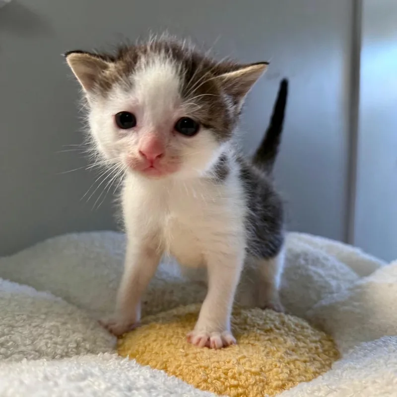 A baby small-sized male Brown / Chocolate Domestic Short Hair cat named Morel for adoption in York, PA