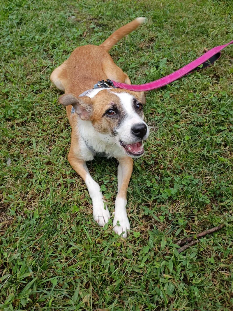 An adult medium-sized female Jack Russell Terrier dog named Sandy for adoption in Brick, NJ