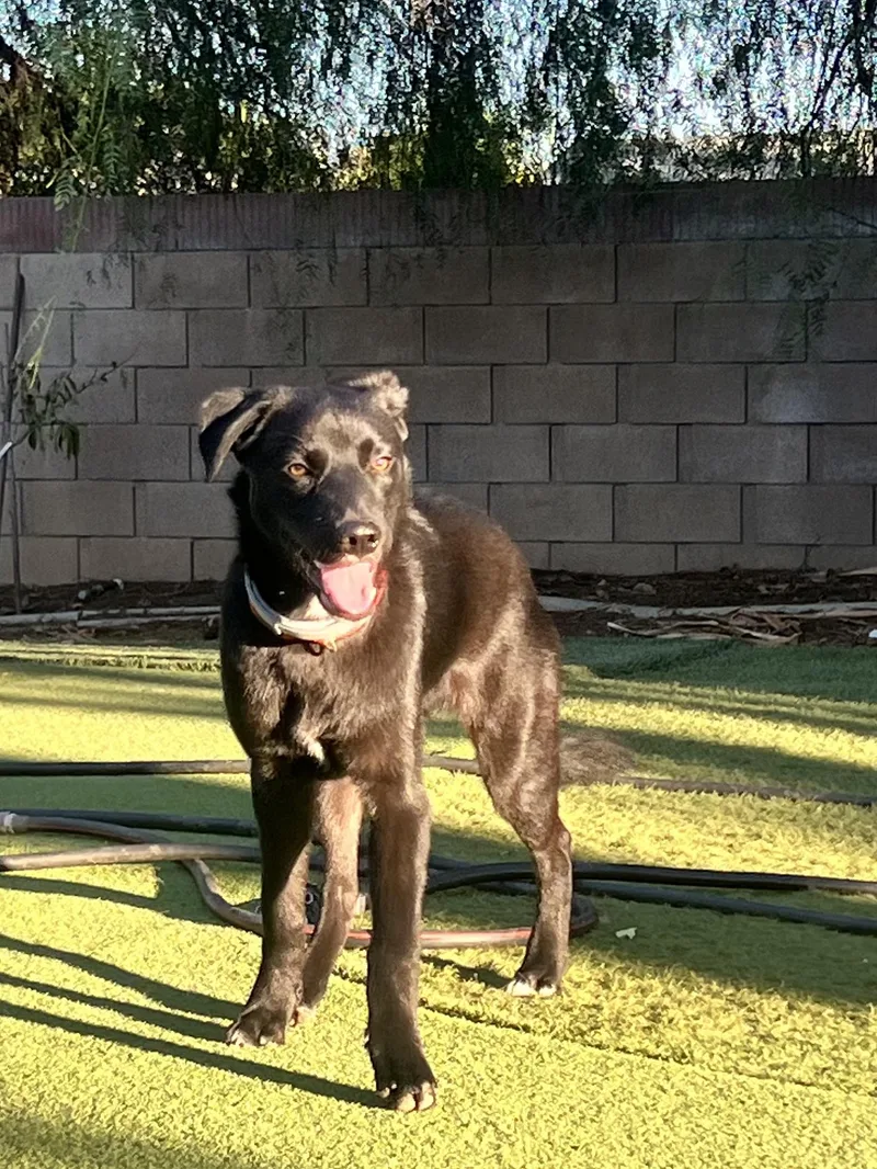 A baby medium-sized male Black German Shepherd Dog named Jake puppy fun for adoption in Encino, CA