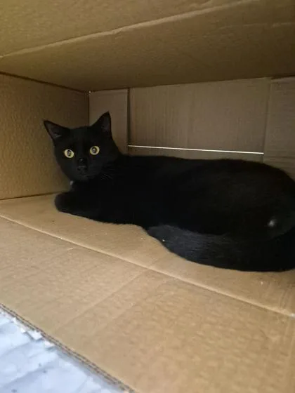 An adult medium-sized male Domestic Short Hair cat named Tilcayo for adoption in Vero Beach, FL