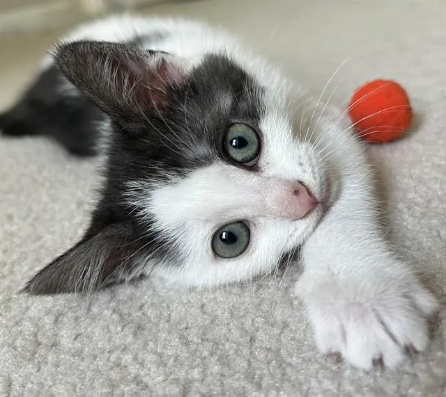 A baby small-sized female Domestic Short Hair cat named Sushi for adoption in Statesville, NC