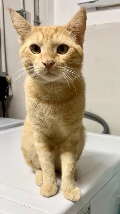 An adult medium-sized male Orange & White Domestic Short Hair cat named Gary for adoption in Key West, FL