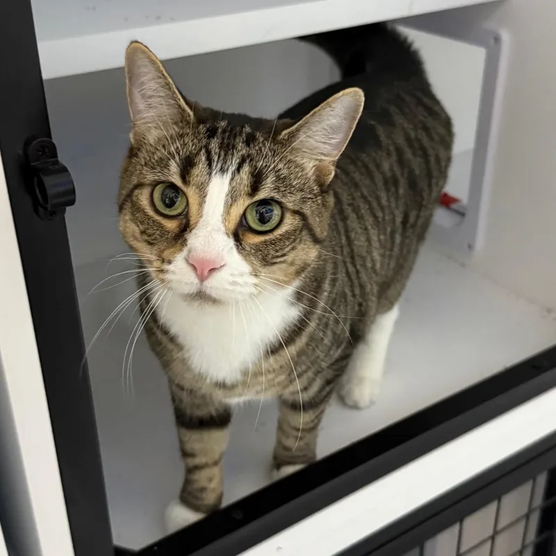 An adult large-sized female Brown / Chocolate Domestic Short Hair cat named Agatha for adoption in Madison, WI