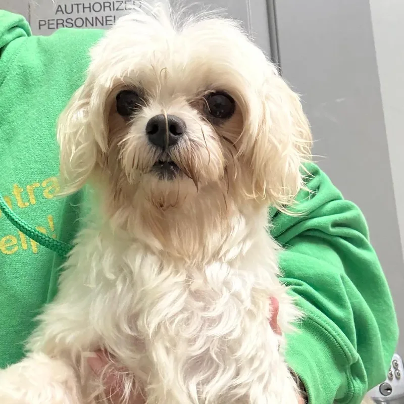 An adult small-sized female White / Cream Maltese dog named Boo for adoption in Normal, IL