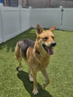 A senior extra large-sized male German Shepherd Dog dog named Ritter for adoption in Savannah, GA