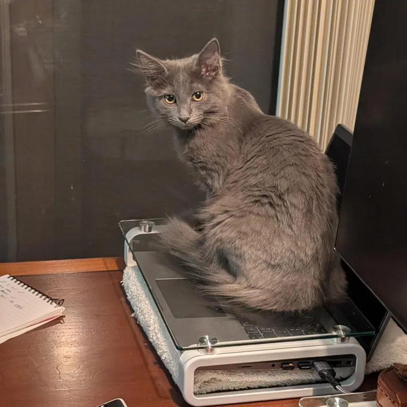 A baby medium-sized female Gray / Blue / Silver Domestic Long Hair cat named Jessie for adoption in Columbus, OH