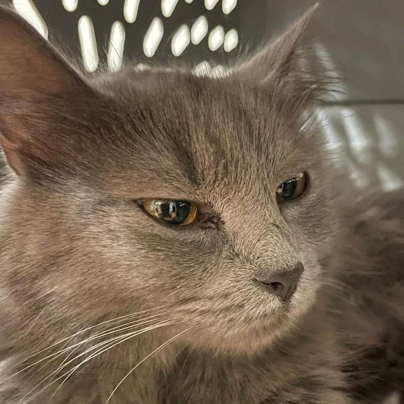 An adult medium-sized female Gray / Blue / Silver Domestic Medium Hair cat named Daisy for adoption in Grand Rapids, MN