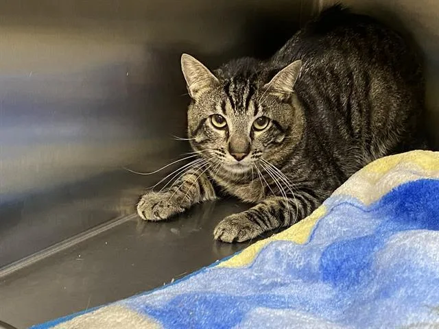 An adult medium-sized male Domestic Short Hair cat named Max for adoption in Tustin, CA