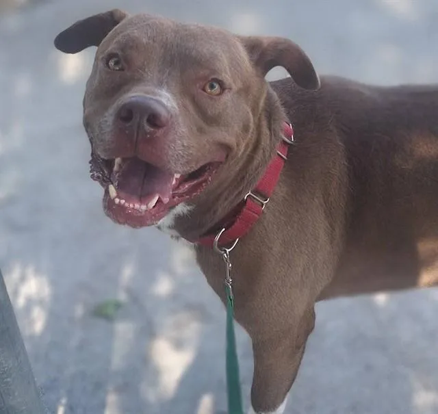 An adult large-sized male American Bully dog named Wyatt for adoption in Ocala, FL