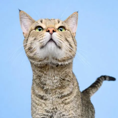 An adult large-sized male Brown / Chocolate Domestic Short Hair cat named Thumper for adoption in Concord, NC