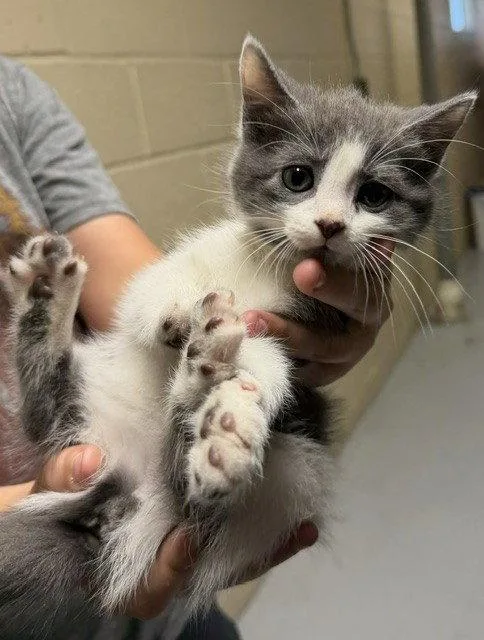 A young medium-sized female Gray & White Domestic Short Hair cat named Juniper for adoption in Apollo, PA