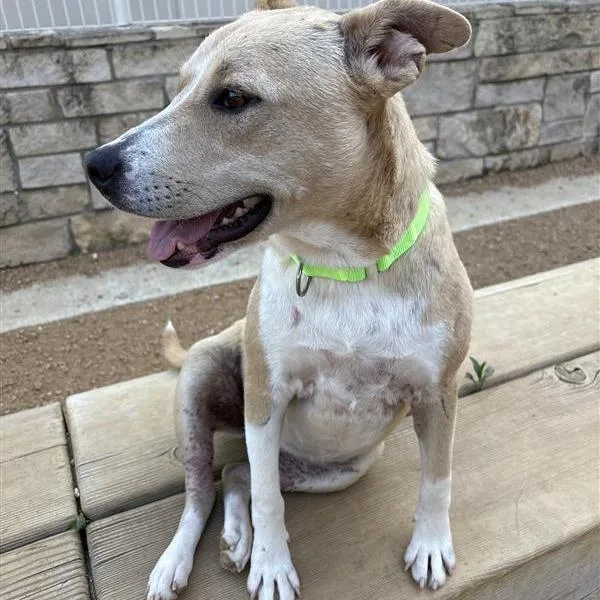 An adult medium-sized female Brown / Chocolate Mixed Breed dog named Stella for adoption in Bentonville, AR