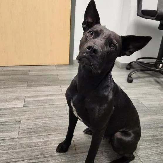 Queen Boleyn thumbnail 2